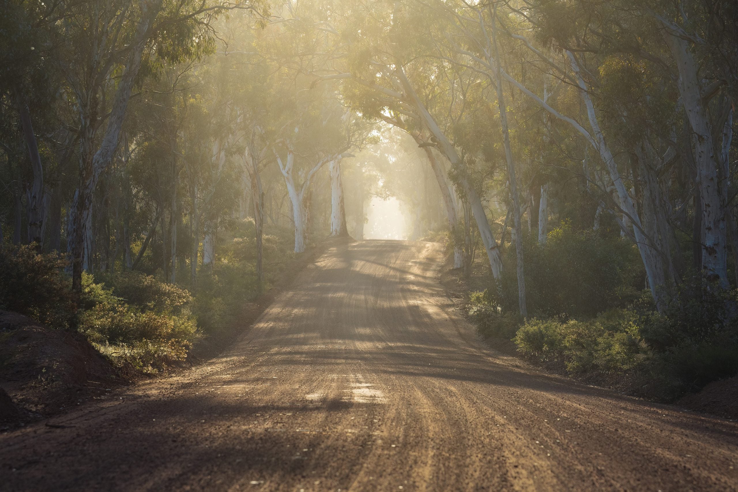 Schotterstrasse durch Eukalyptuswald im Morgenlicht, Dryandra Woodland, Westaustralien — Heimat des AKUNA Honigs