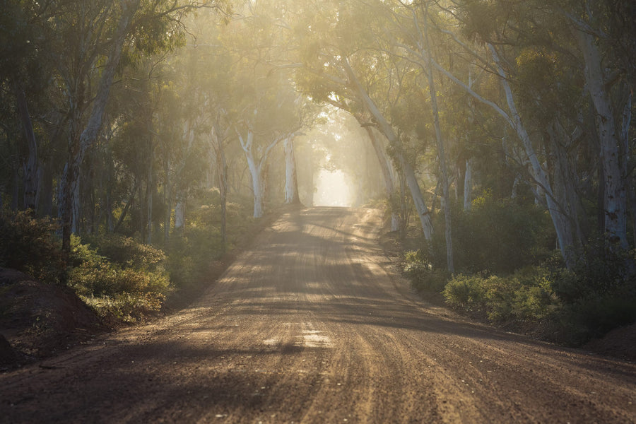 Schotterstrasse durch Eukalyptuswald im Morgenlicht, Dryandra Woodland, Westaustralien — Heimat des AKUNA Honigs