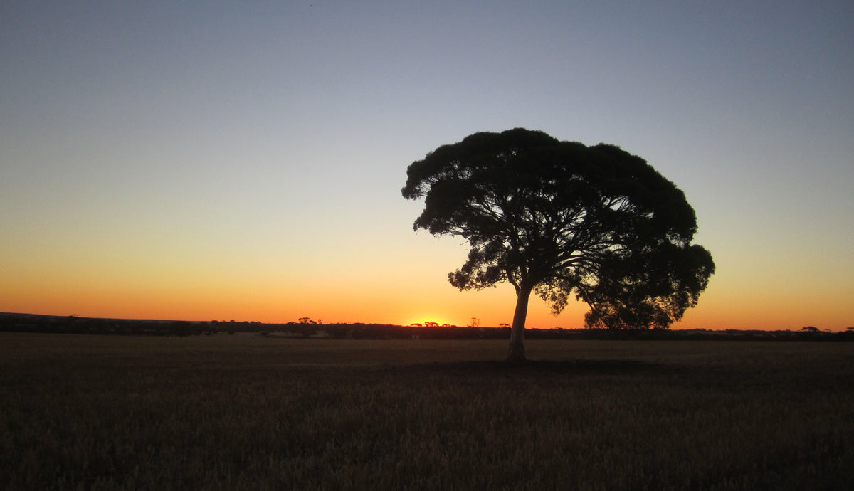 Einzelner Eukalyptusbaum als Silhouette vor orangem Sonnenuntergang über weiten Feldern