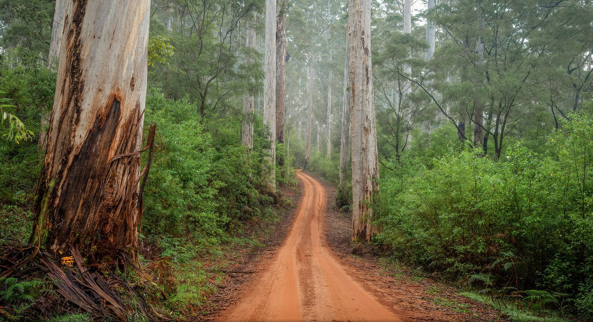 Rote Sandpiste zwischen mächtigen Karri-Bäumen im nebligen Warren-Wald, Westaustralien