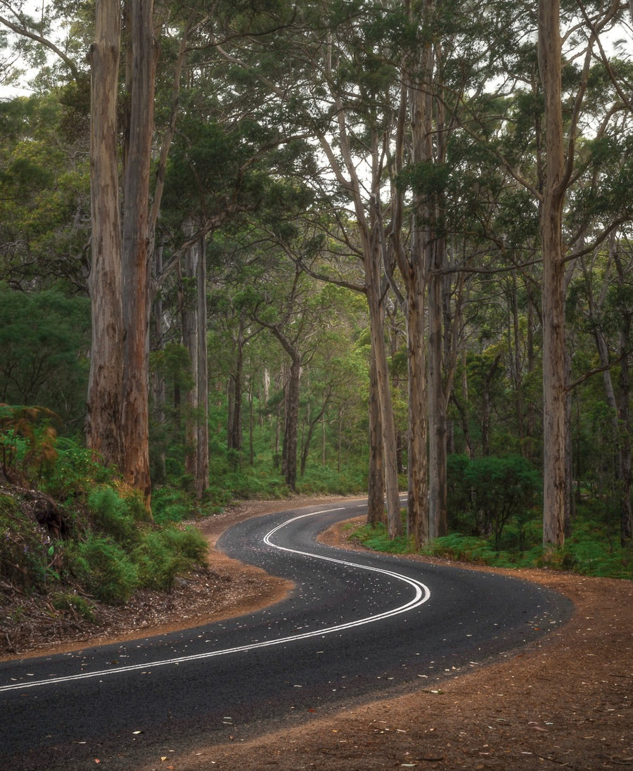 Kurvige Strasse durch die hohen Karri-Bäume des Boranup-Waldes bei Margaret River, Westaustralien