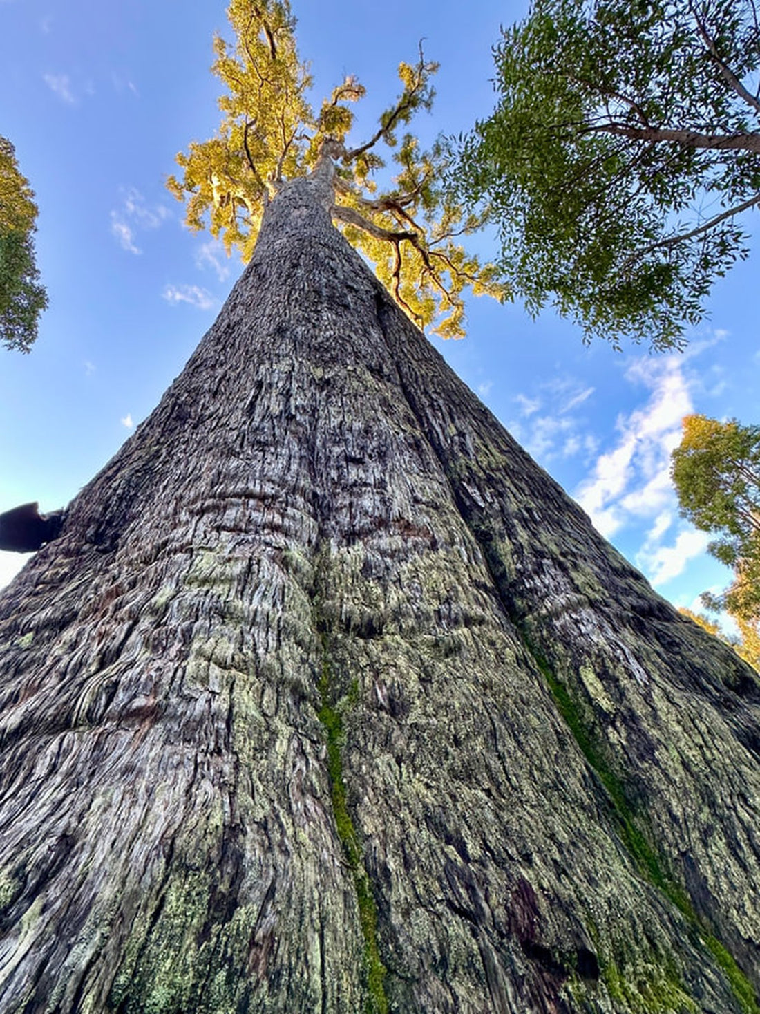 Blick den Stamm eines Jarrah-Baums hinauf in die Krone, faserige Rinde in Längsstreifen, Südwesten Australiens