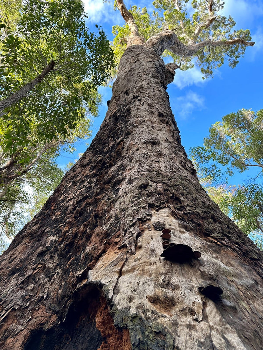 Blick den Stamm eines Marri-Baums hinauf in die Krone, grob strukturierte Rinde, Südwesten Australiens