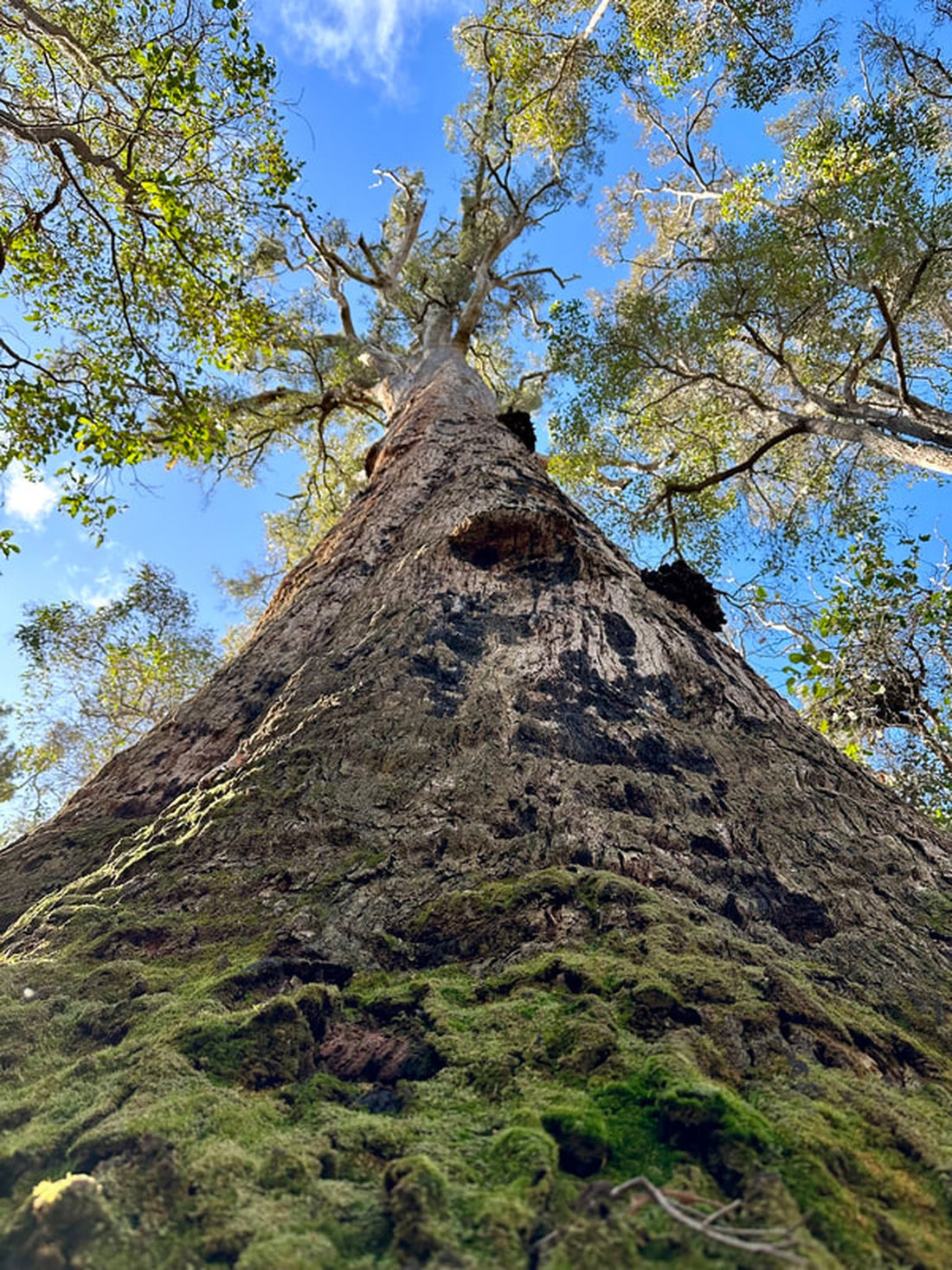 Blick den Stamm eines Yarri-Baums hinauf in die Krone, dunkle raue Rinde, Südwesten Australiens