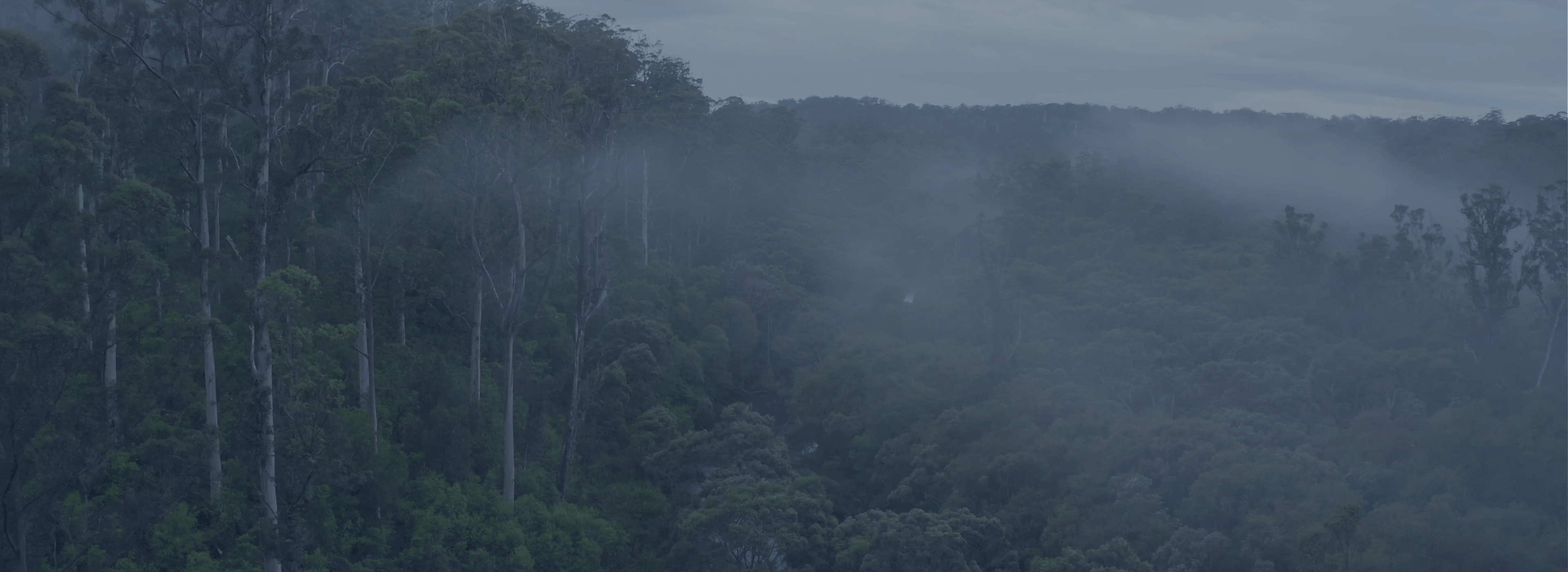Jarrah Forest im Morgennebel — Westaustralien